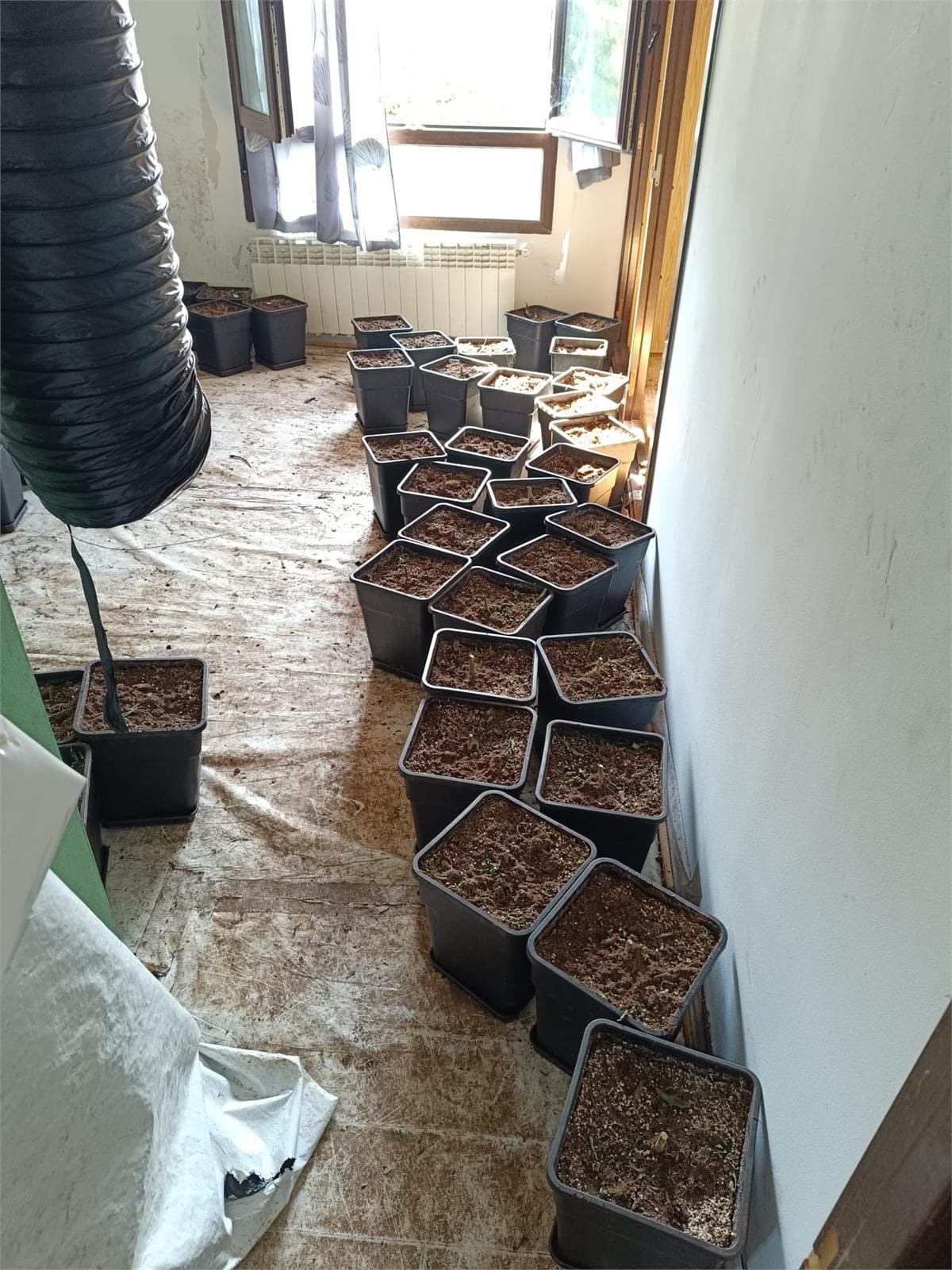 Inmueble recuperado en Miraflores de la sierra Vivienda usada para el cultivo de marihuana - Imagen 8